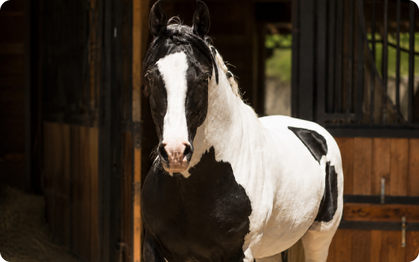 Cavalo depois da Speed Horse
